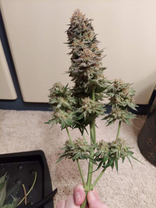 The Garden 2021 - Dinafem OG Cookies. Week 17