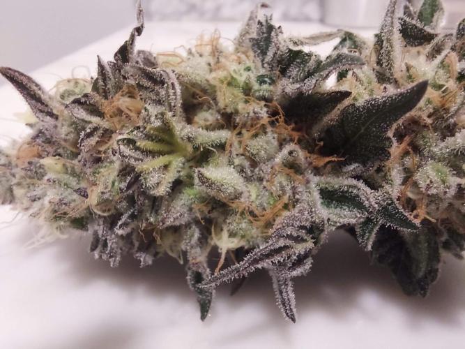 The Garden 2021 - Dinafem OG Cookies. Week 17