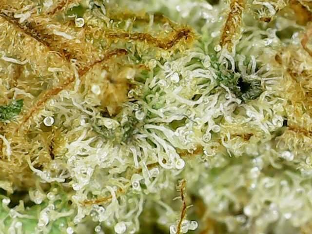 The Garden 2021 - Dinafem OG Cookies. Week 17