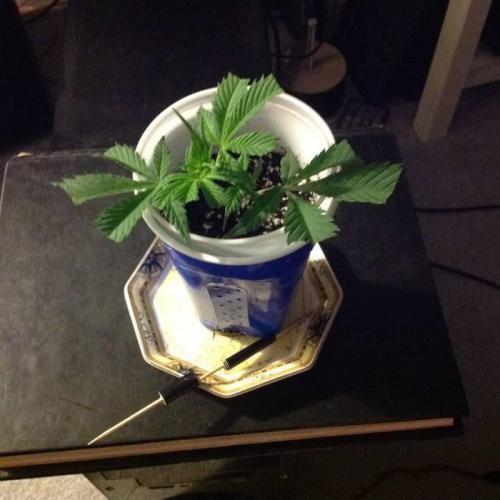 The Garden 2020 - Durban Poison (clone). Week 1