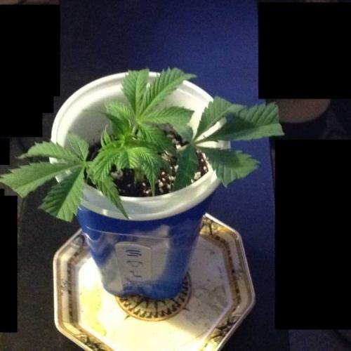 The Garden 2020 - Durban Poison (clone). Week 1