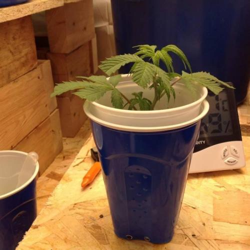The Garden 2020 - Durban Poison (clone). Week 2