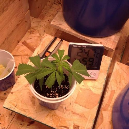 The Garden 2020 - Durban Poison (clone). Week 2