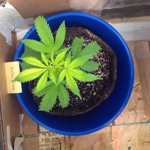 The Garden 2020 - Durban Poison (clone). Week 4