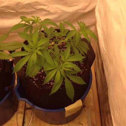 The Garden 2020 - Durban Poison (clone). Week 5