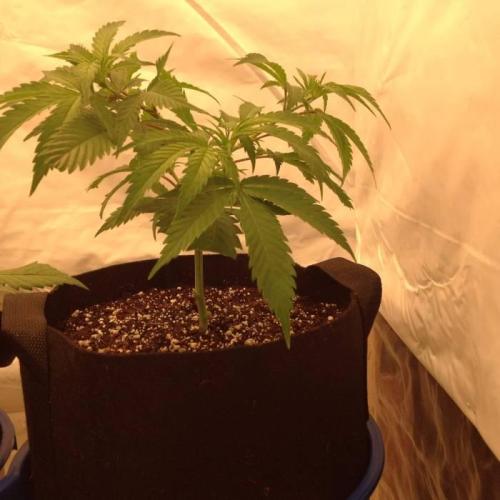 The Garden 2020 - Durban Poison (clone). Week 5