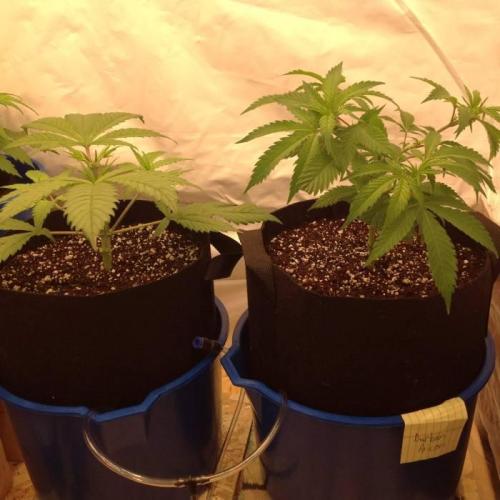 The Garden 2020 - Durban Poison (clone). Week 5