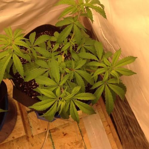 The Garden 2020 - Durban Poison (clone). Week 5