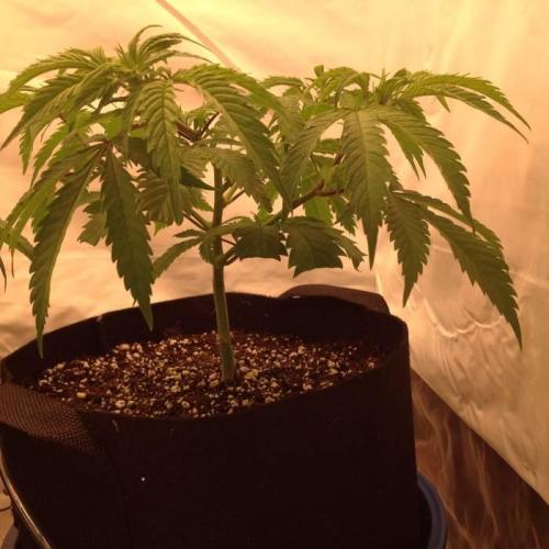The Garden 2020 - Durban Poison (clone). Week 5