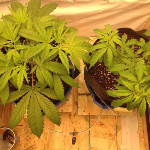 The Garden 2020 - Durban Poison (clone). Week 5