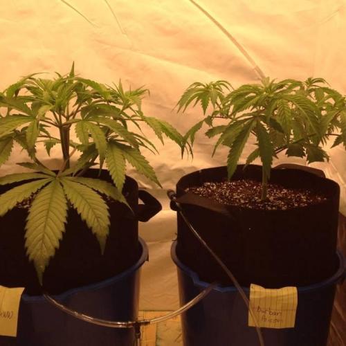 The Garden 2020 - Durban Poison (clone). Week 5