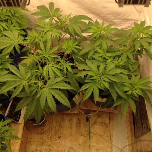 The Garden 2020 - Durban Poison (clone). Week 6