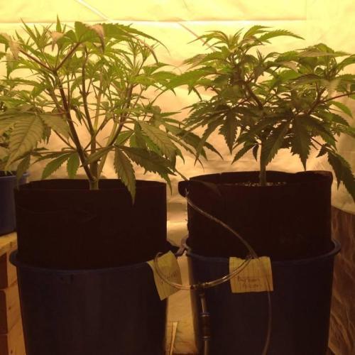 The Garden 2020 - Durban Poison (clone). Week 6