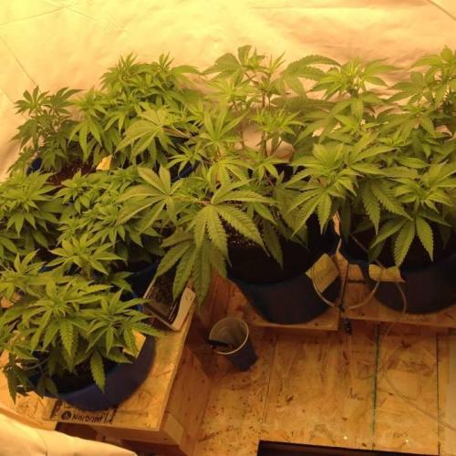 The Garden 2020 - Durban Poison (clone). Week 6