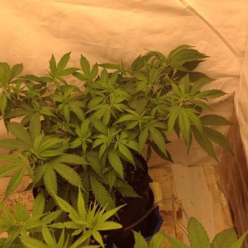 The Garden 2020 - Durban Poison (clone). Week 7