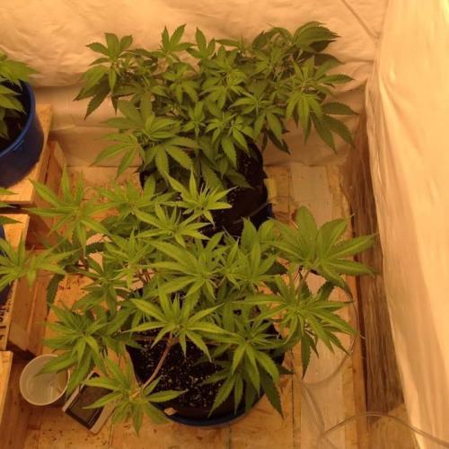 The Garden 2020 - Durban Poison (clone). Week 7