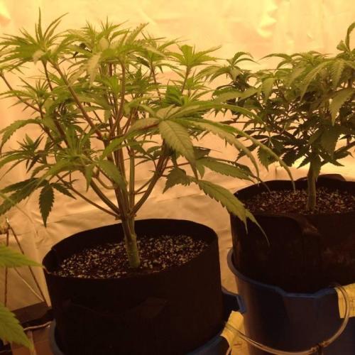 The Garden 2020 - Durban Poison (clone). Week 8