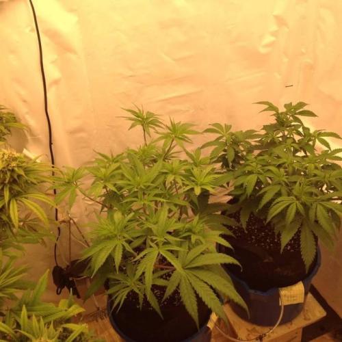 The Garden 2020 - Durban Poison (clone). Week 8