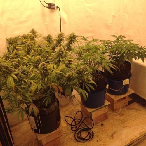 The Garden 2020 - Durban Poison (clone). Week 8