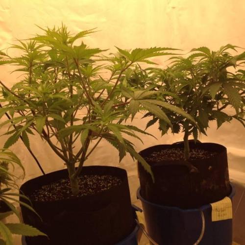 The Garden 2020 - Durban Poison (clone). Week 8