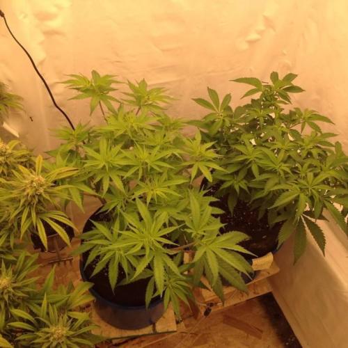 The Garden 2020 - Durban Poison (clone). Week 8