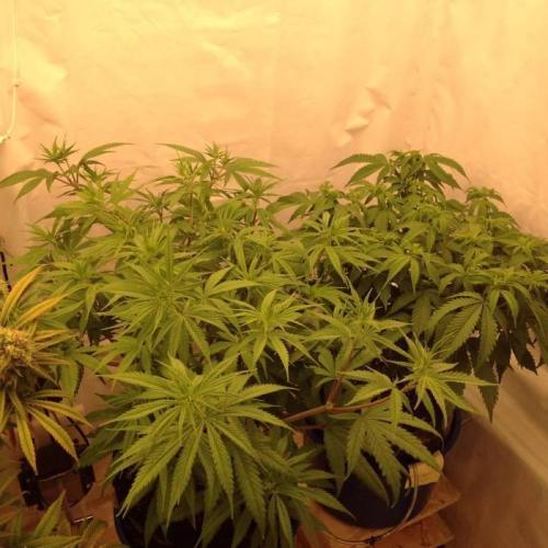 The Garden 2020 - Durban Poison (clone). Week 8