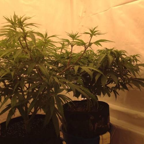 The Garden 2020 - Durban Poison (clone). Week 8