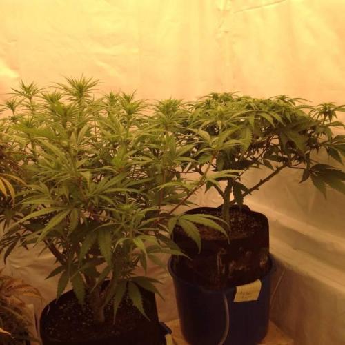 The Garden 2020 - Durban Poison (clone). Week 9