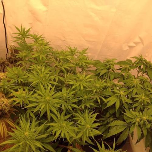 The Garden 2020 - Durban Poison (clone). Week 9