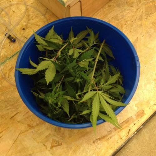 The Garden 2020 - Durban Poison (clone). Week 9