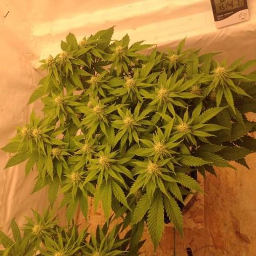 The Garden 2020 - Durban Poison (clone). Week 10