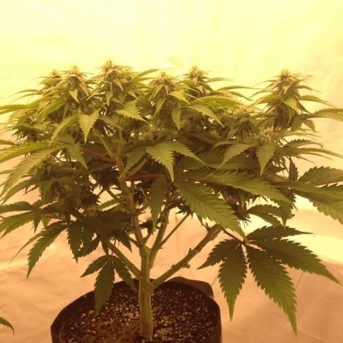 The Garden 2020 - Durban Poison (clone). Week 10