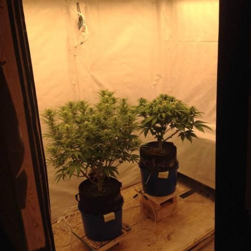 The Garden 2020 - Durban Poison (clone). Week 10