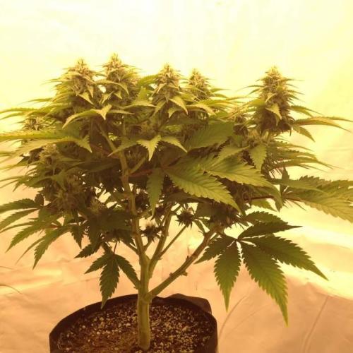 The Garden 2020 - Durban Poison (clone). Week 11