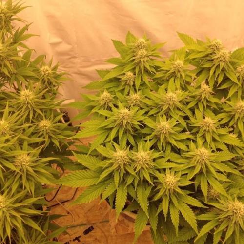 The Garden 2020 - Durban Poison (clone). Week 11