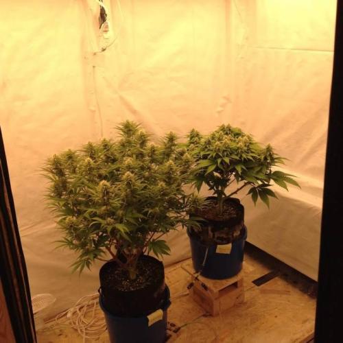 The Garden 2020 - Durban Poison (clone). Week 11
