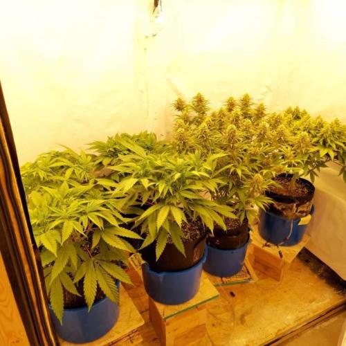 The Garden 2020 - Durban Poison (clone). Week 12