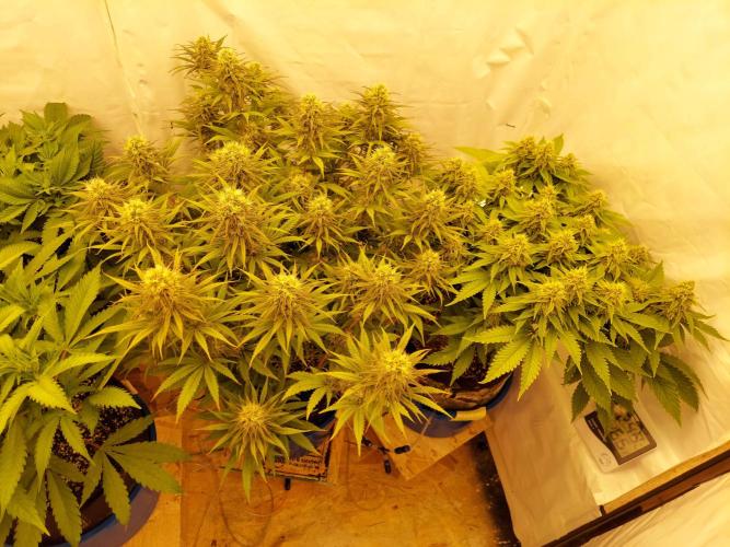 The Garden 2020 - Durban Poison (clone). Week 12
