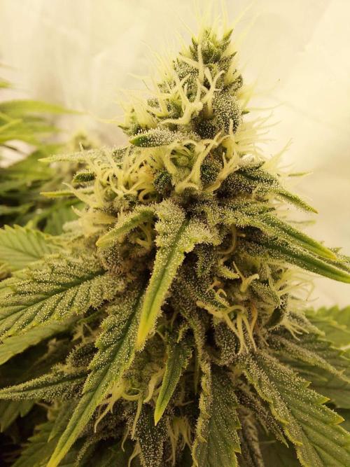 The Garden 2020 - Durban Poison (clone). Week 12
