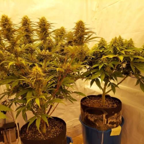 The Garden 2020 - Durban Poison (clone). Week 12