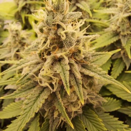 The Garden 2020 - Durban Poison (clone). Week 13