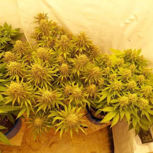 The Garden 2020 - Durban Poison (clone). Week 13
