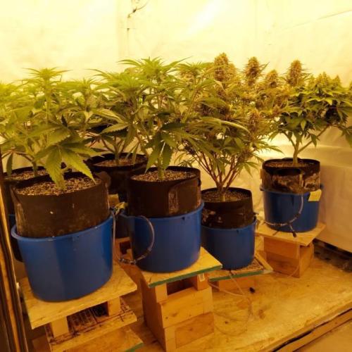 The Garden 2020 - Durban Poison (clone). Week 13