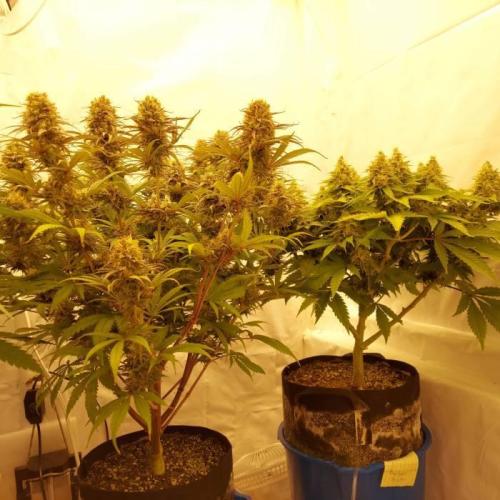 The Garden 2020 - Durban Poison (clone). Week 13