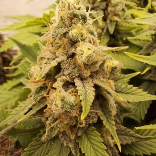 The Garden 2020 - Durban Poison (clone). Week 14