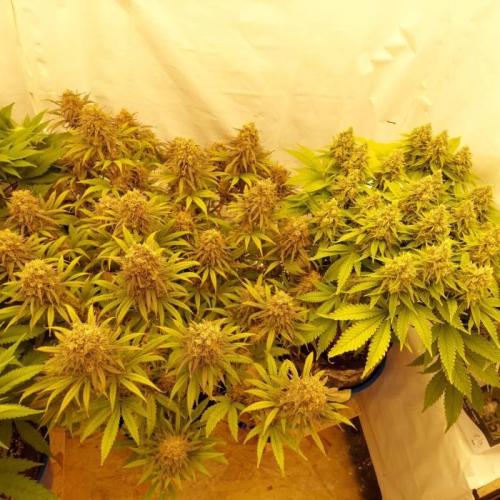 The Garden 2020 - Durban Poison (clone). Week 14