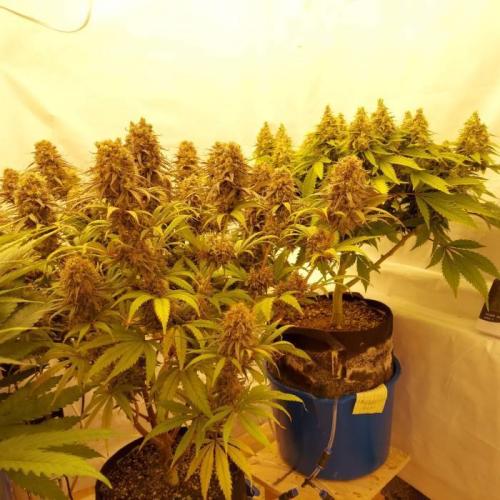 The Garden 2020 - Durban Poison (clone). Week 14