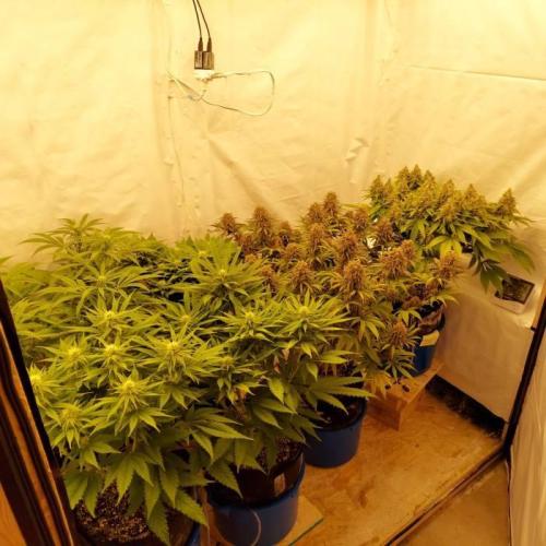 The Garden 2020 - Durban Poison (clone). Week 14