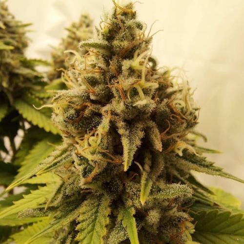 The Garden 2020 - Durban Poison (clone). Week 15