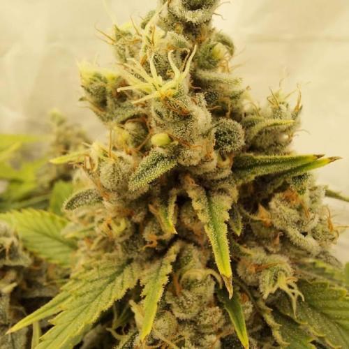The Garden 2020 - Durban Poison (clone). Week 15